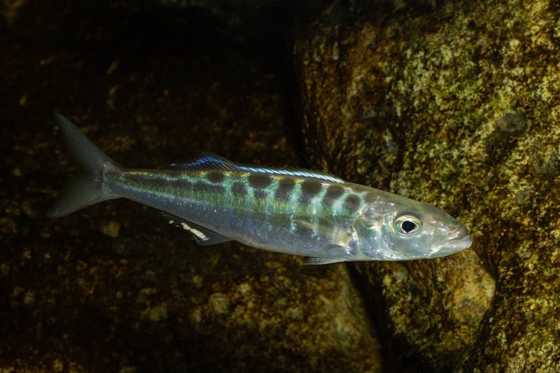 Bathybates fasciatus 'Sibwesa'